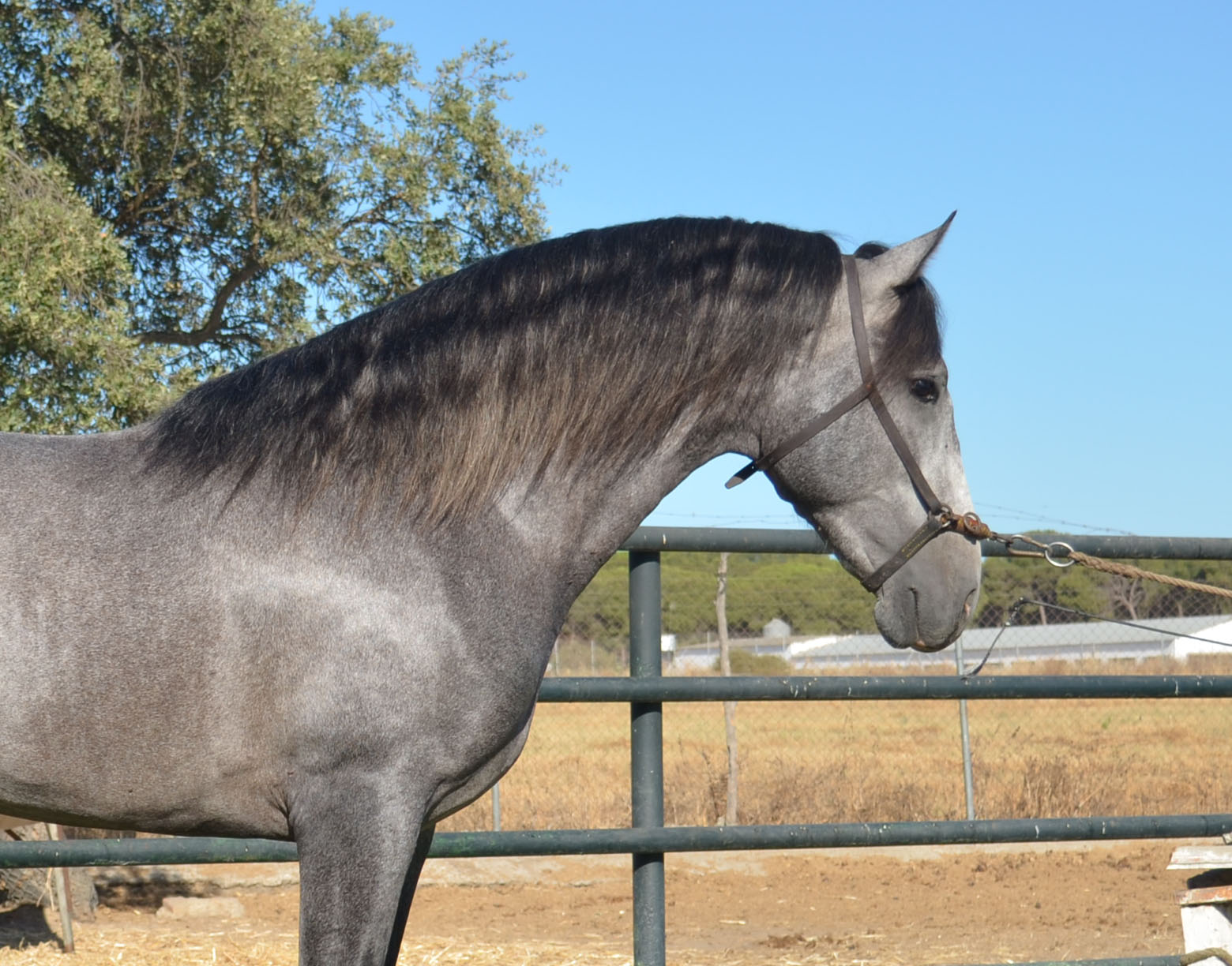 Caballo en Venta